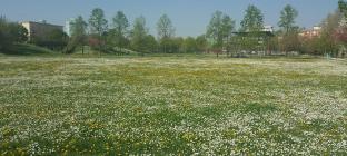 Primavera al parco Pescheto di Brescia