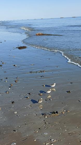 il fratino delle spiagge pulite