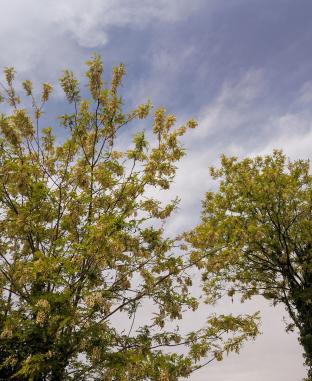 acacia in fioritura