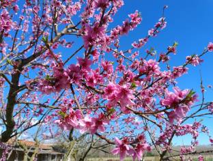 peach tree in spring