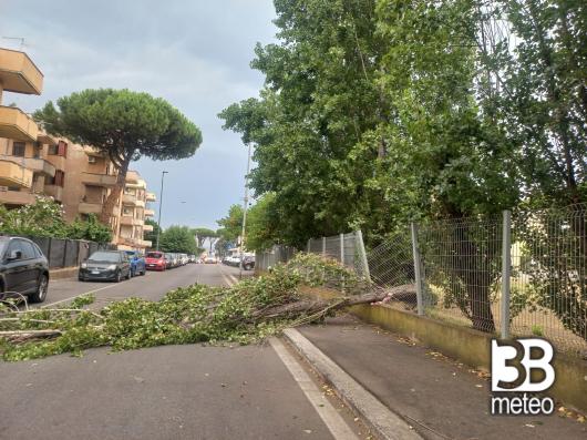 albero caduto per temporale