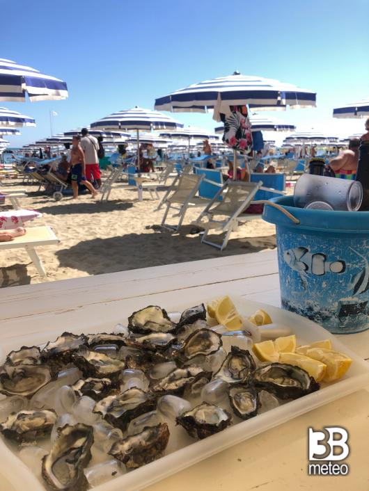 Bellaria igea marina
