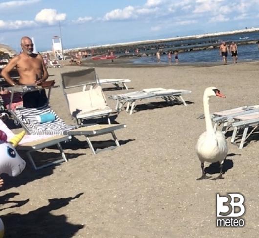 Porto Santa Margherita - Cigno in spiaggia
