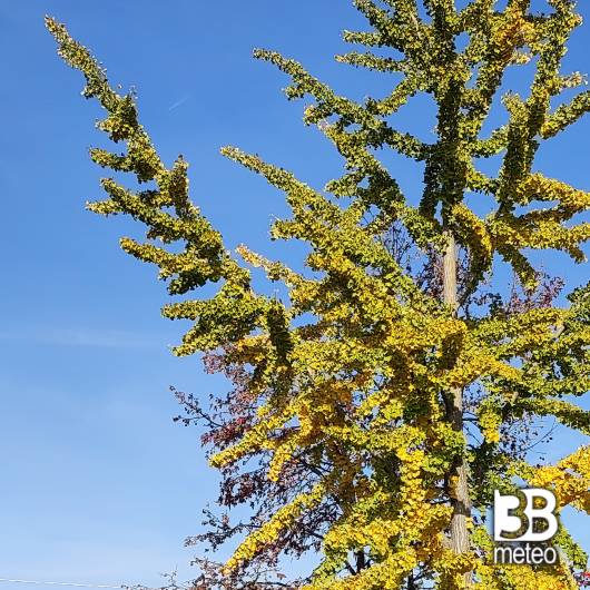 Autunno in arrivo il ginco lo segnala