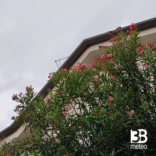 Nuvole ma tra i fiori.... san giovanni lupatoto vr