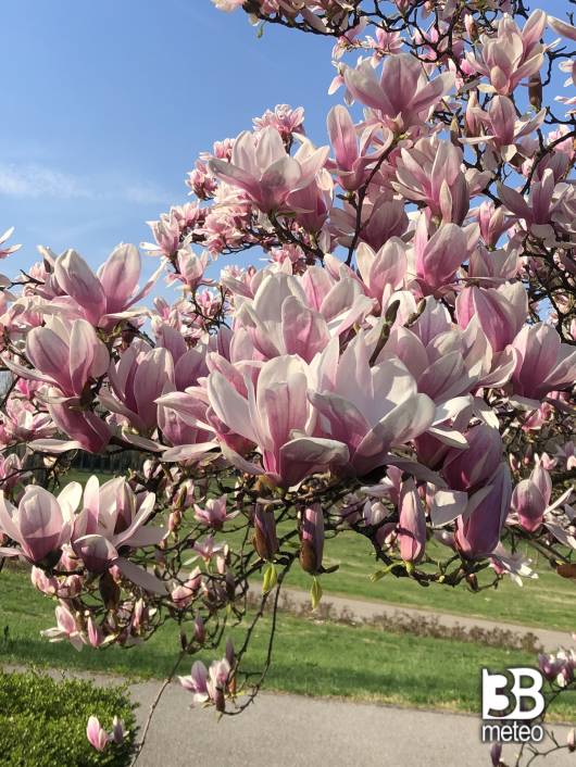 primavera parco nord