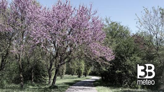 alberi in fiore