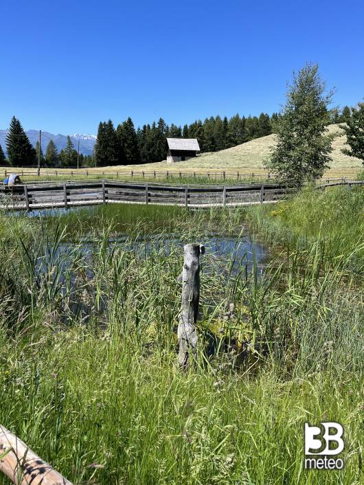 la bellezza della natura ilprofumo del fieno