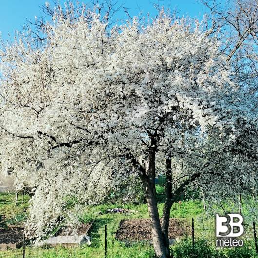 prunus