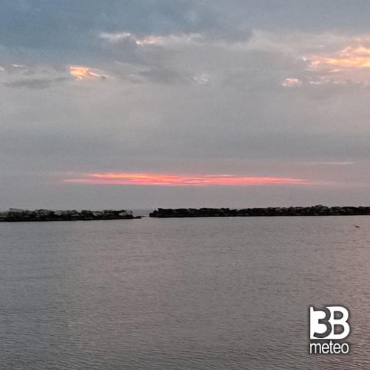 Bellaria igea marina