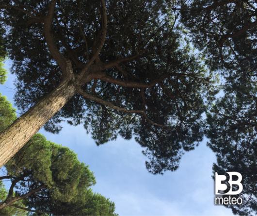 Cielo azzurro in pineta