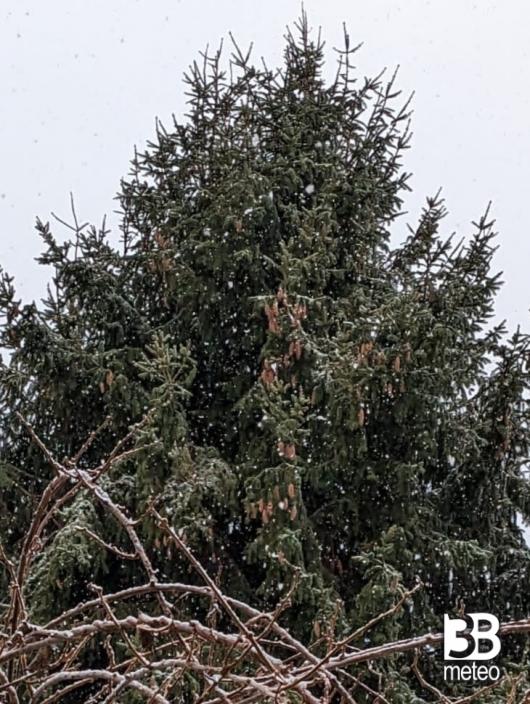 neve