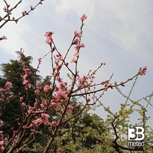 Pesco primavera