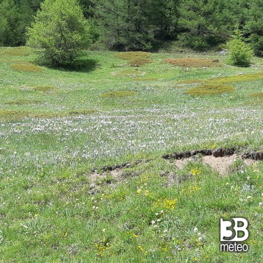 Sestriere spianata di narcisi