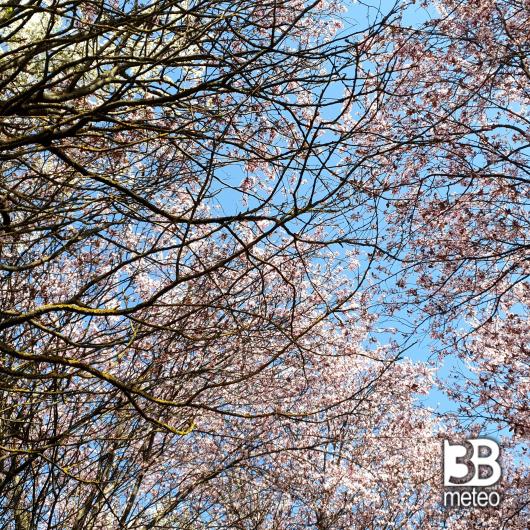 grazie per il cielo  e per  i fiori