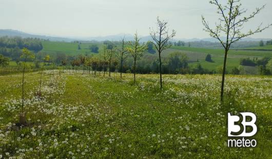 primavera nel parco dello gnekko