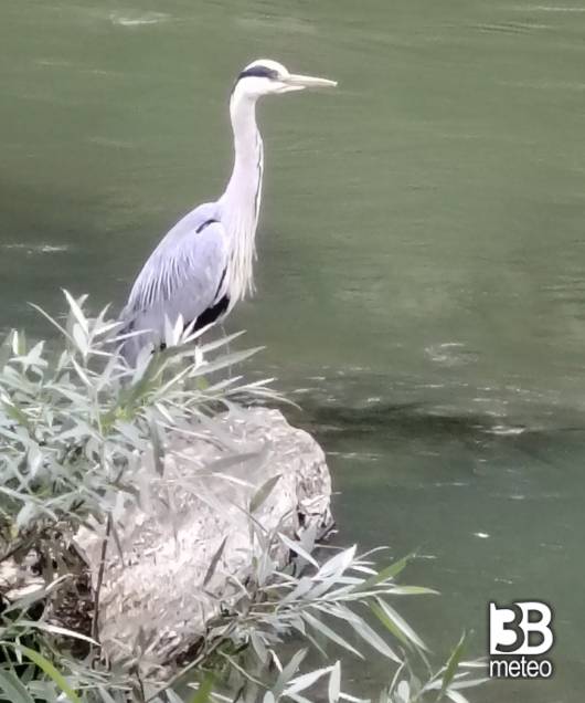 airone in attesa