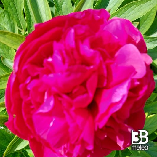 Maggiostagione di fioritura delle peoniema con temperature estive.