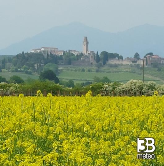fioritura di colza su sfondo castello di san salvatore.