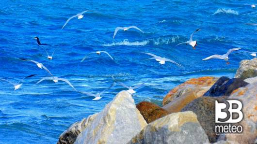 I gabbiani e un cormorano