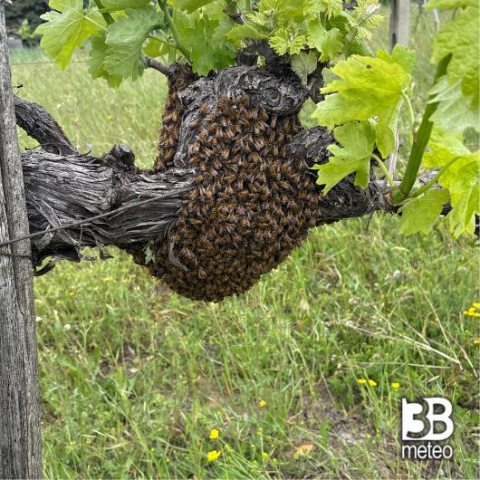 Foto di uno sciame di api attaccato ad una vite