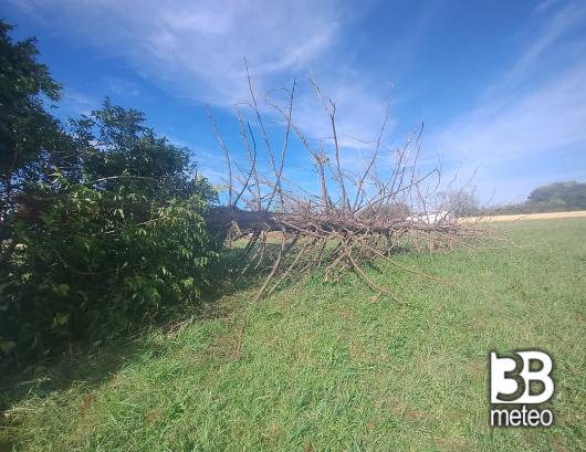 albero spezzato da tromba d'aria