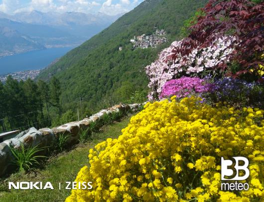 Fioritura primaverile a Ca' Capriolo Noceno Vendrogno