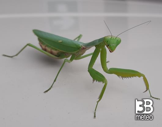 mantide religiosa