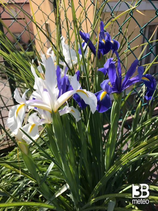 fiori di primavera 
