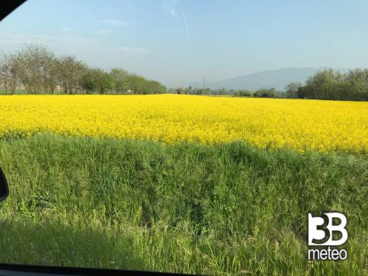 prato in fiore 