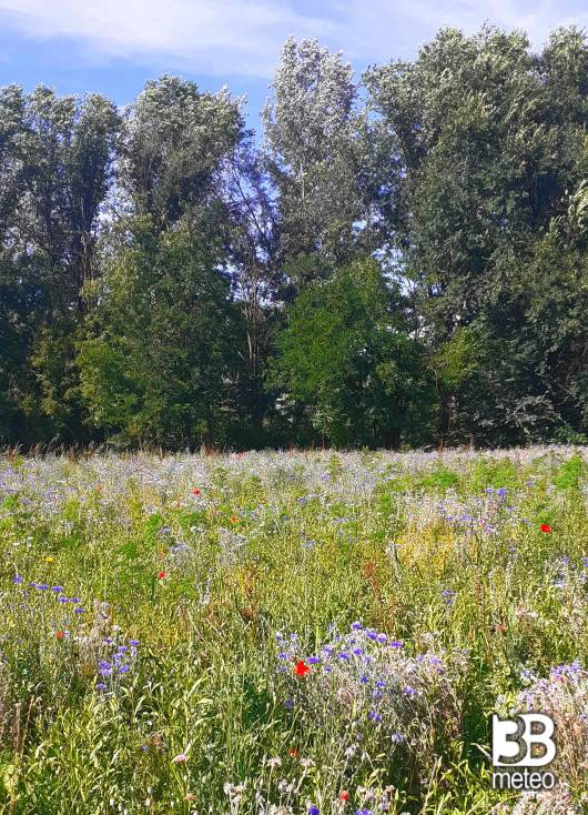 fiordalisi al parco delle cave