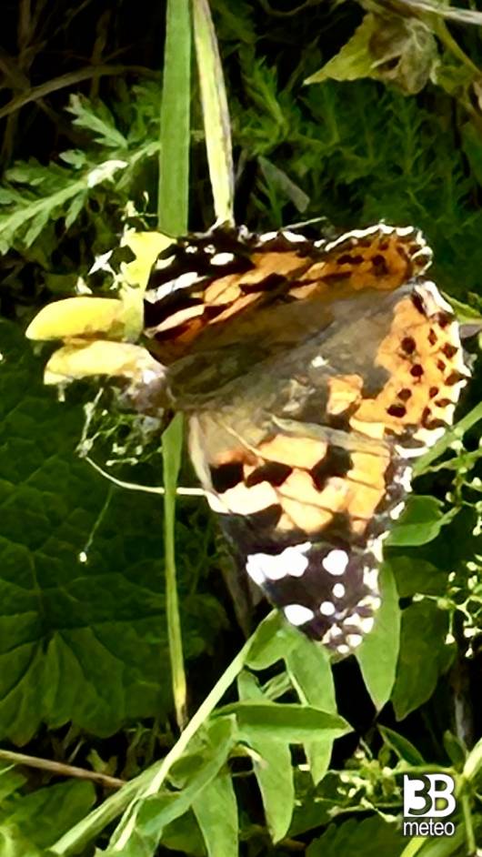 farfalle 1