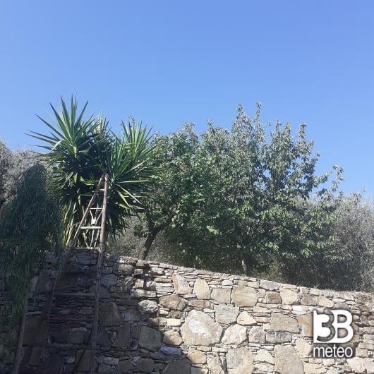 Alberi e cielo