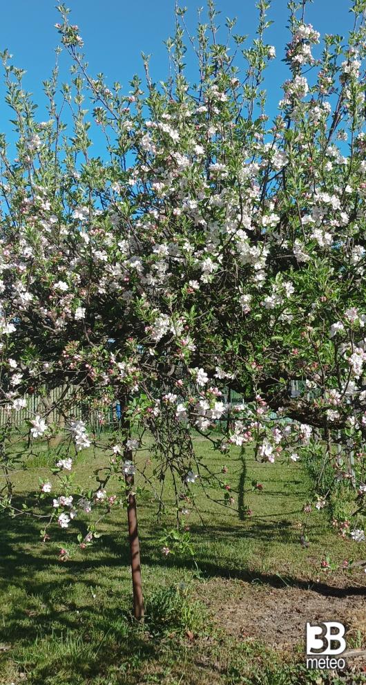 primavera