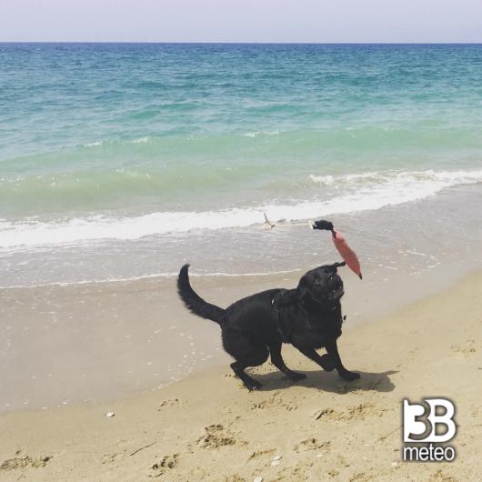 Labrador 