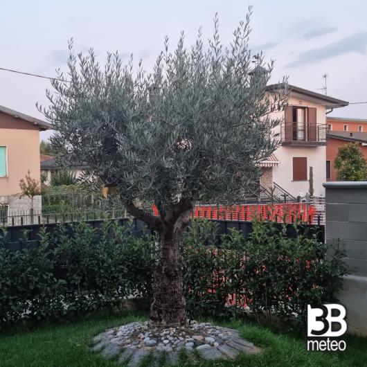 oliver l'ulivo di casa nuzzi