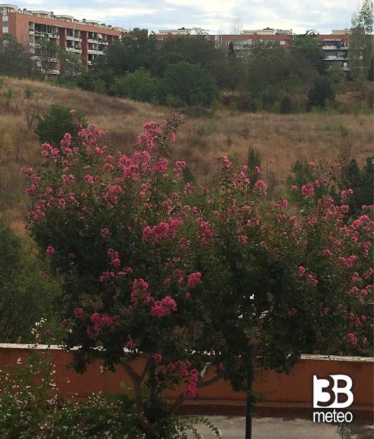 Fotosegnalazione