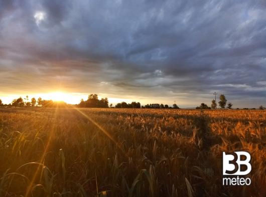 Campi di grano Van Gogh a Loreggia