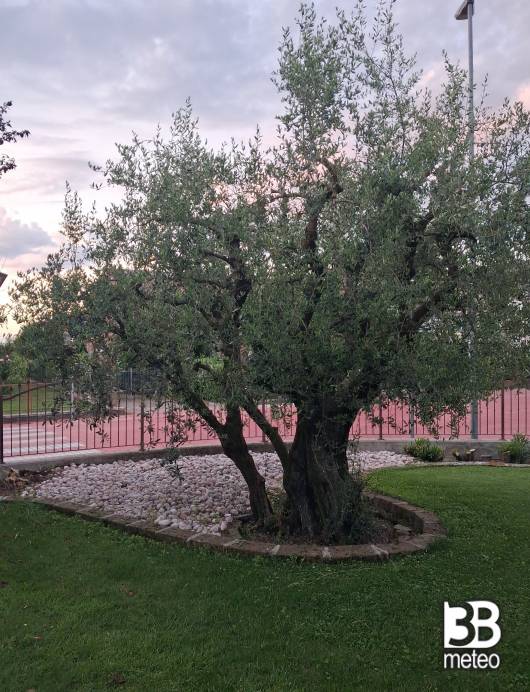 ulivo all alba