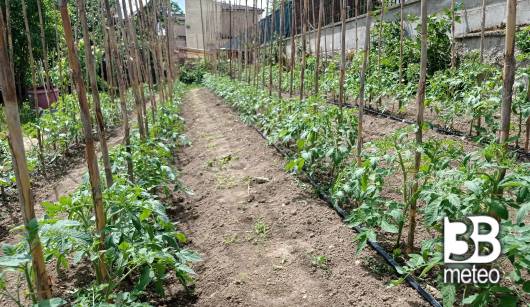 piante di pomodori in file ordinate