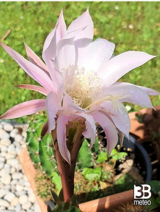 fiore di un giorno