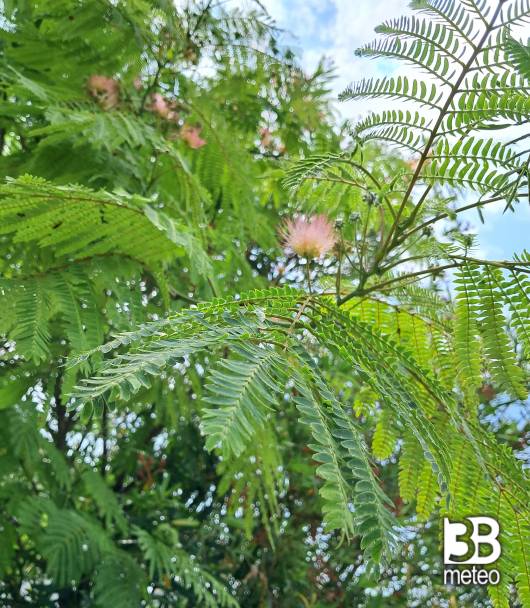 acacia di costantinopoli