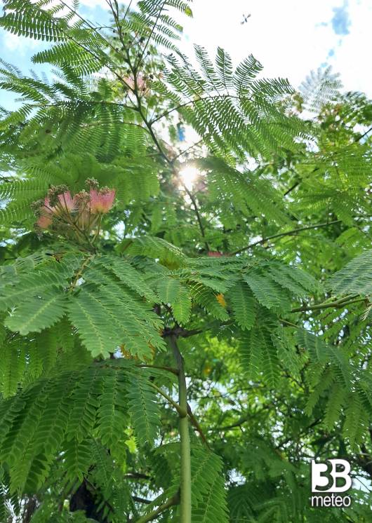 acacia di costantinopoli
