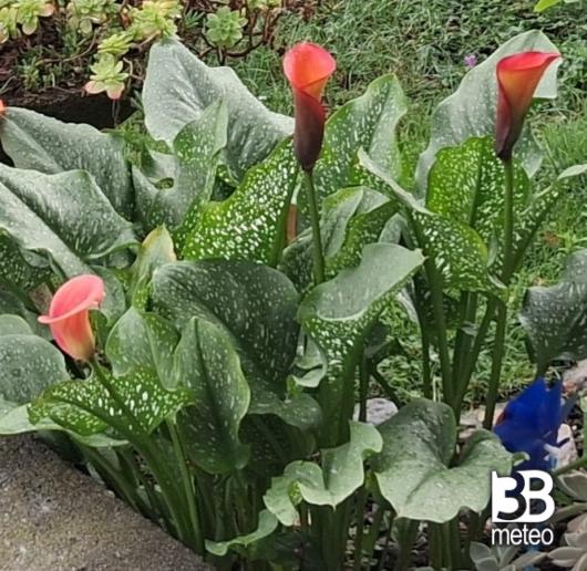 calla fiorite giardino di polaggia