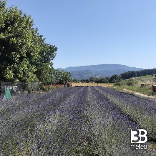Lavanda in fiore