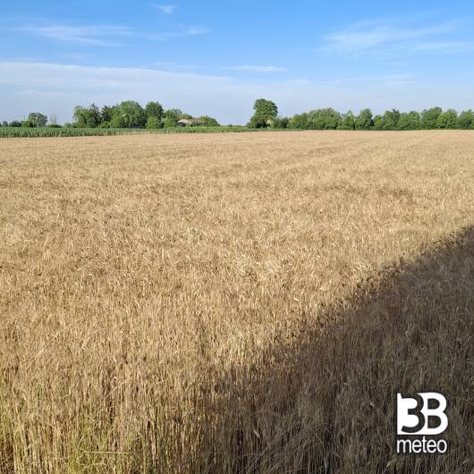 campo di grano