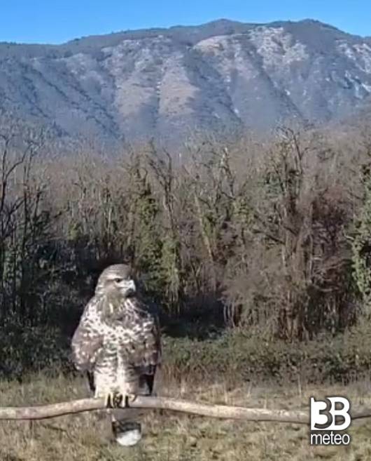 rapace