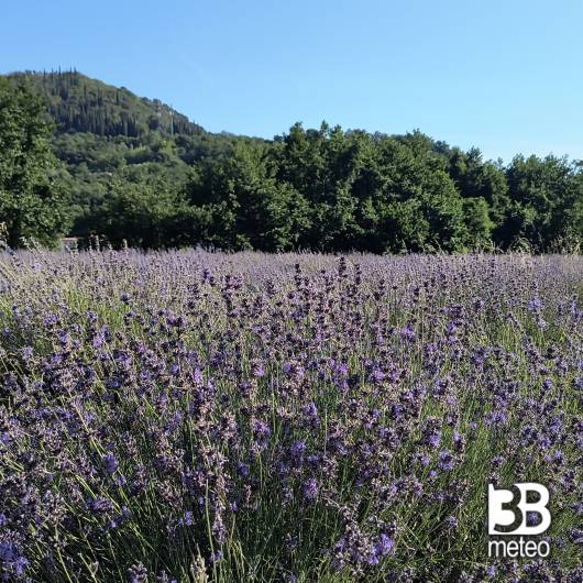 Lavanda... val liona