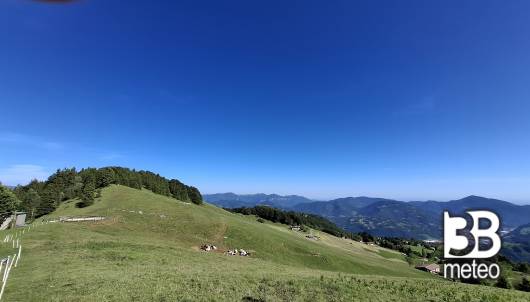 taglio del maggese con le vacche al pascolo