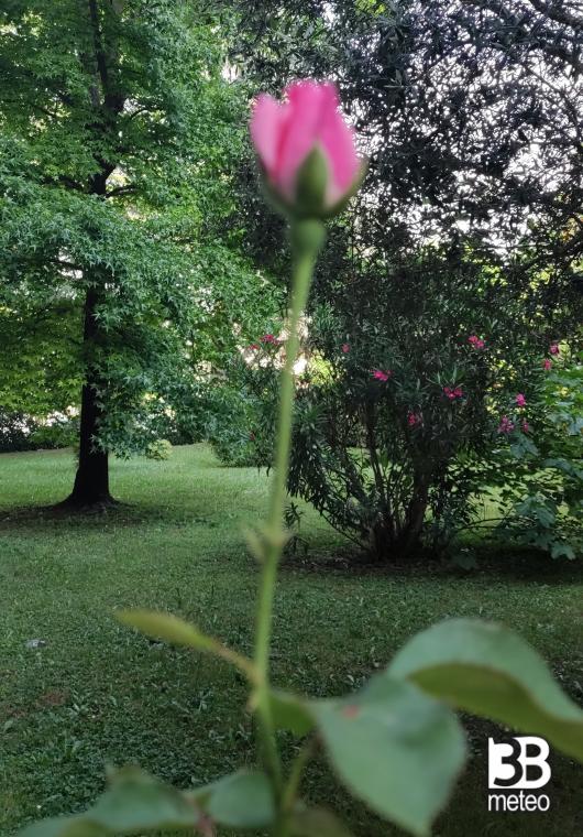 una timida rosa che sfida il caldo a feletto umberto. i miei attimi speciali adry